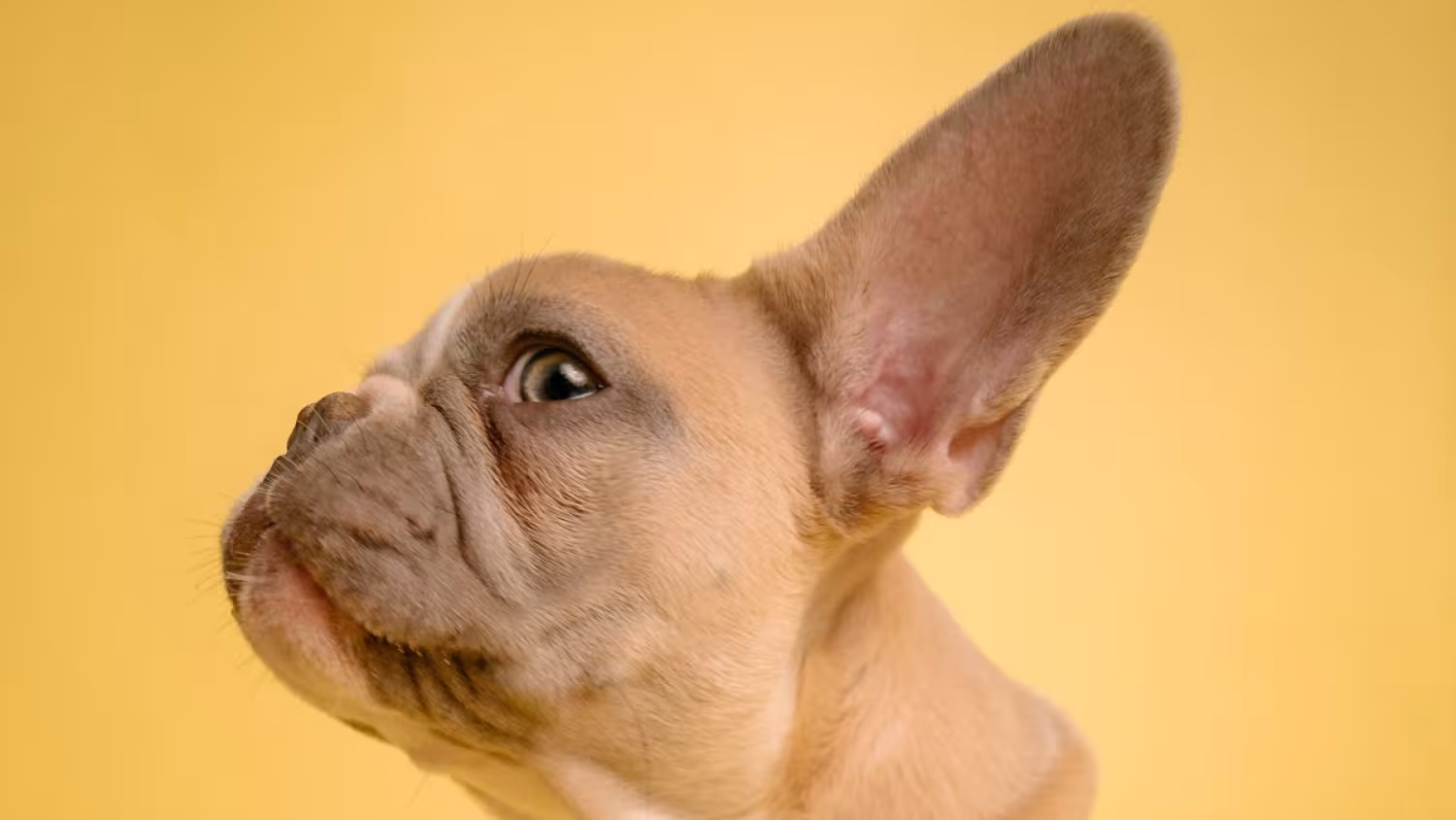 Nieuwe Dry January podcastserie: IkPas & ELI