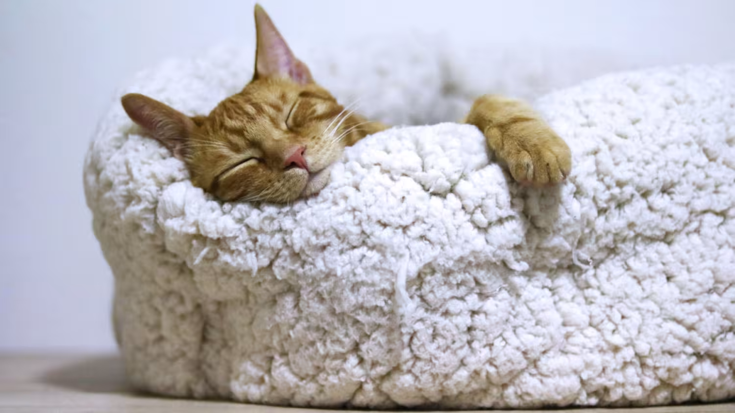 Zóóóó moe tijdens je pauzeperiode