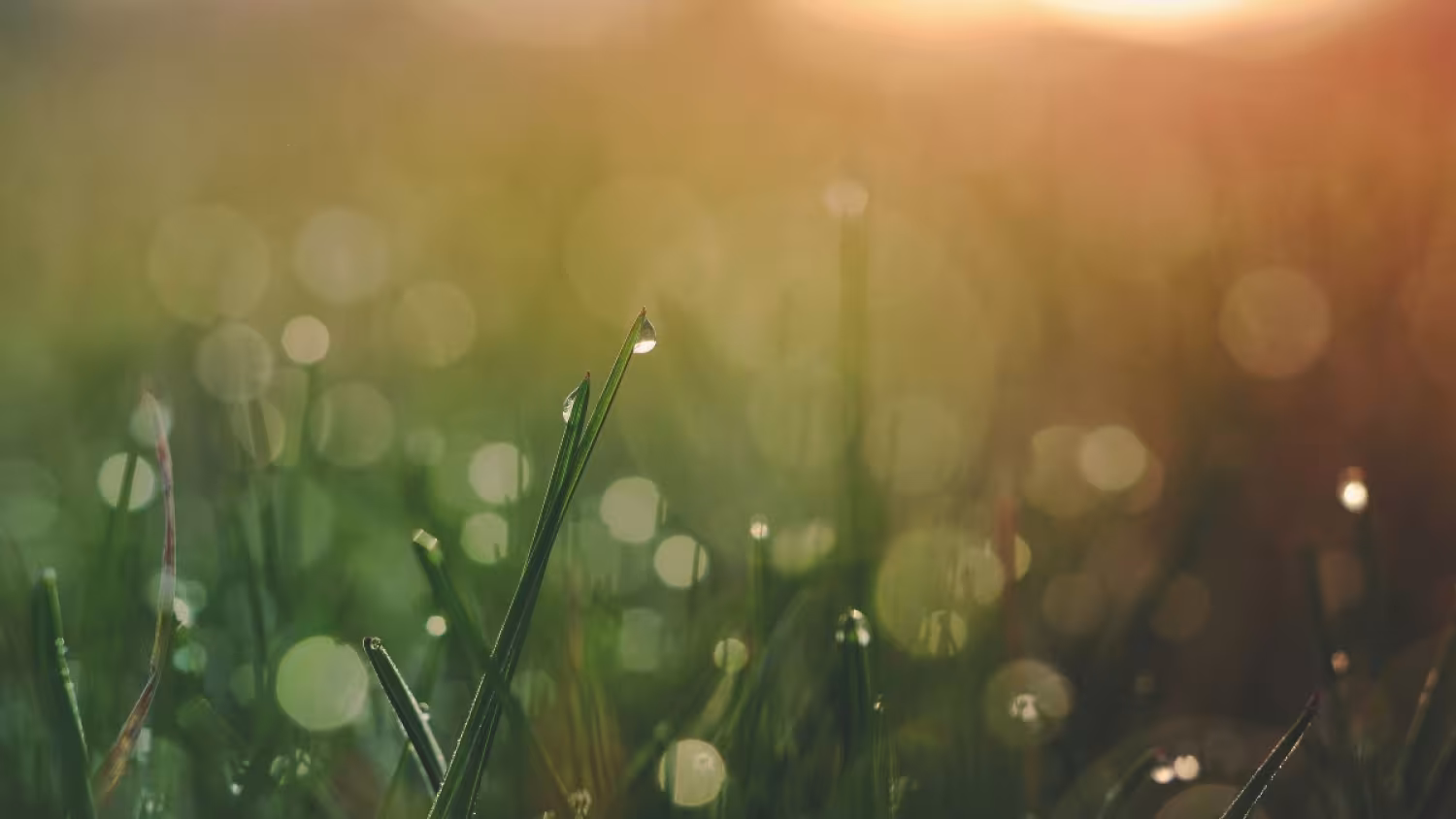 Ode aan de frisse ochtend